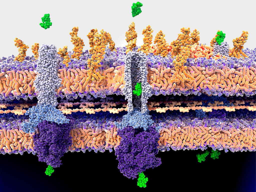 Solved! Mechanism For How β-lactams Kill Bacteria