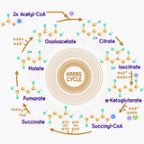 Krebs Cycle Urea Cycle Mug