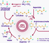 Krebs Cycle Urea Cycle Mug