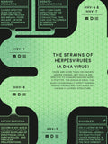 Virus Classification Flowchart Poster
