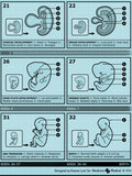 Embryonic & Fetal Development