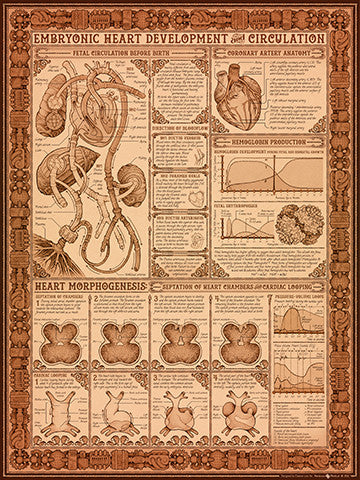 Embryonic Circulation Poster