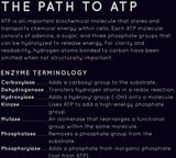 Path to ATP poster (Matte)